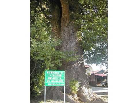 石受稲荷神社の大楠 石受稲荷神社の大楠