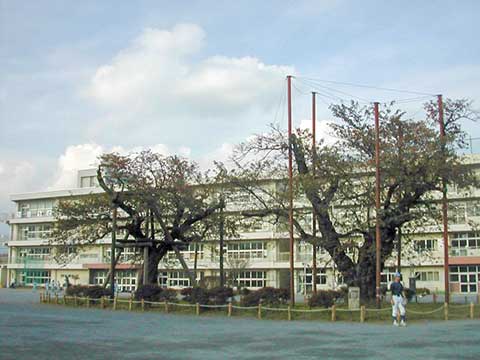 南小学校のソメイヨシノ 南小学校のソメイヨシノ