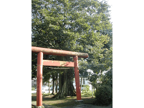 八坂神社の大椋 八坂神社の大椋