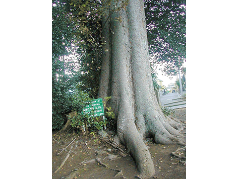 平平沢御獄神社の大欅 平沢御獄神社の大欅